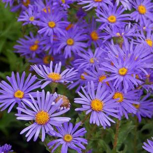 Wholesale high mountain aster seeds for year-round planting