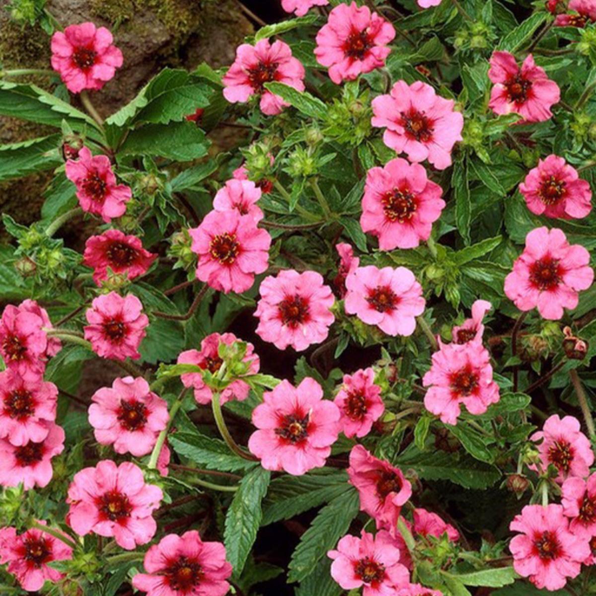 “默默守护的希望”红花萎陵菜 株型低矮不占地 空地岩石缝都能种