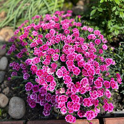 Wholesale multicolored pink seeds easy to grow allyear round