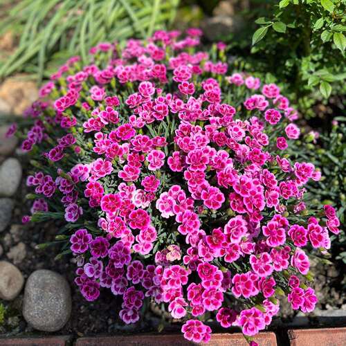 Wholesale multicolored pink seeds easy to grow allyear round