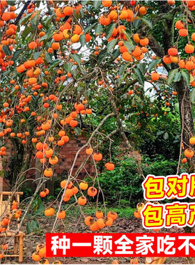 Seedless Crispy Sweet Persimmon Tree Seedlings Grafted with