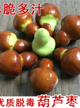 Zhanhua Winter Jujube Gourd Jujube Tree Live Seedlings Sout