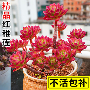 succulent plant red cult easy lotus and Succulent large