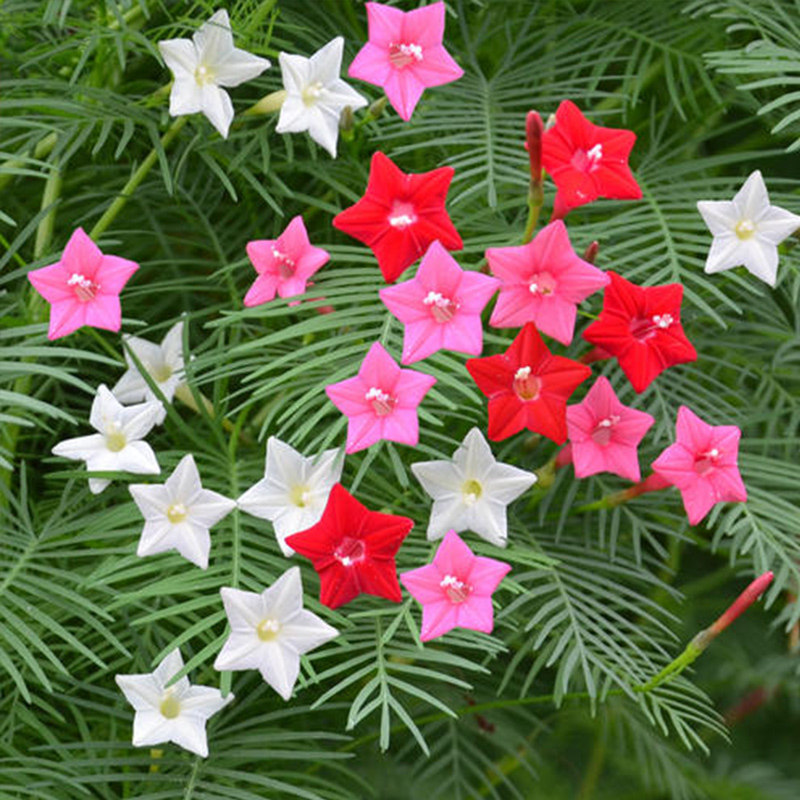 羽叶莺萝五角星密罗松 如繁星点缀 爬藤缠绕成天然花帘 新手友好