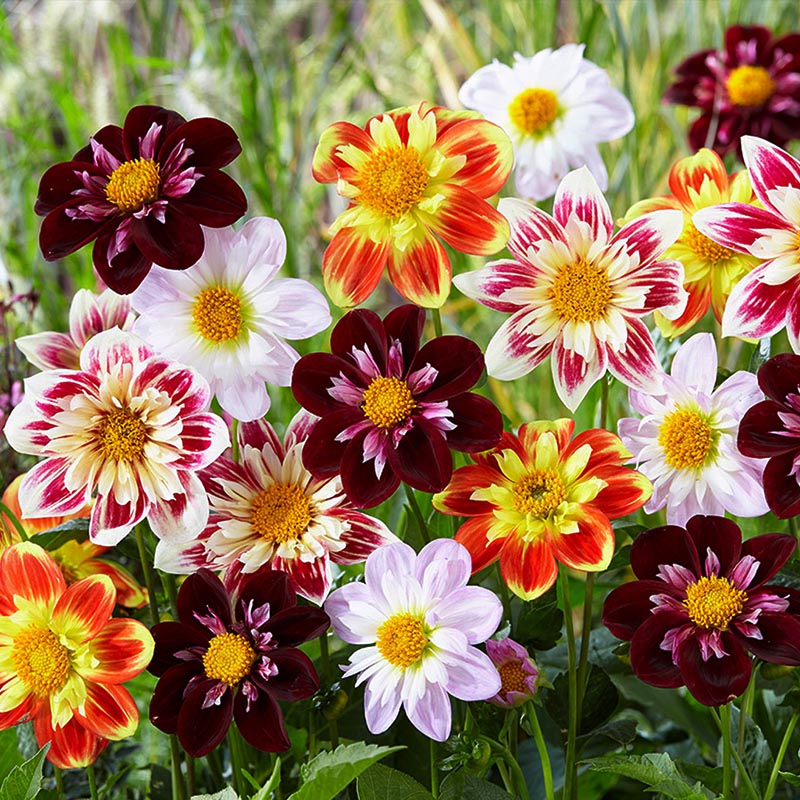 多彩小丽花 阳台小空间适配 矮化品种不占地方 瓶插耐久不褪色