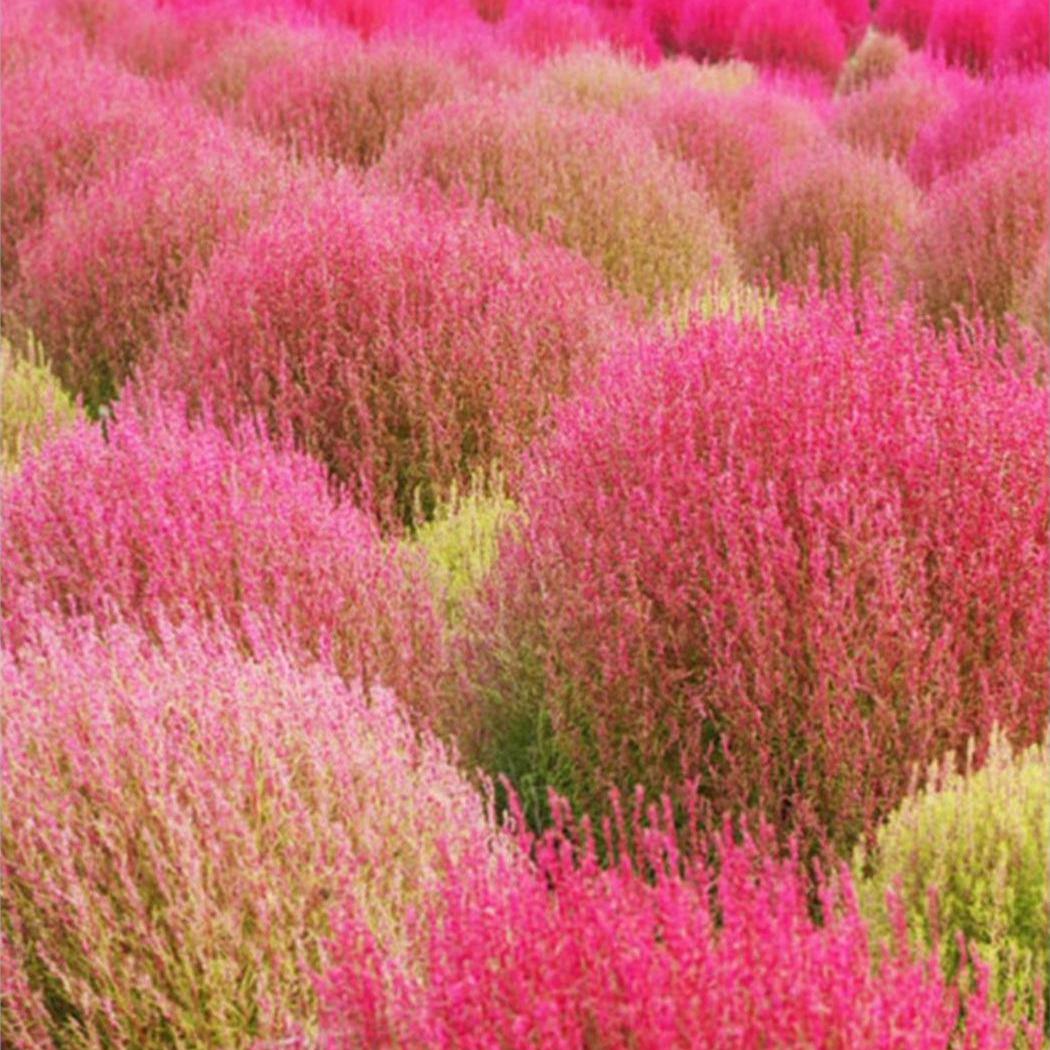 「会变色的毛绒球」红叶地肤细叶扫帚草春夏绿意秋冬红火懒人易活