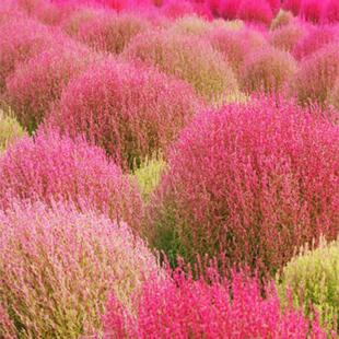 Selling red leaf buttercup flower seeds for year-round plant
