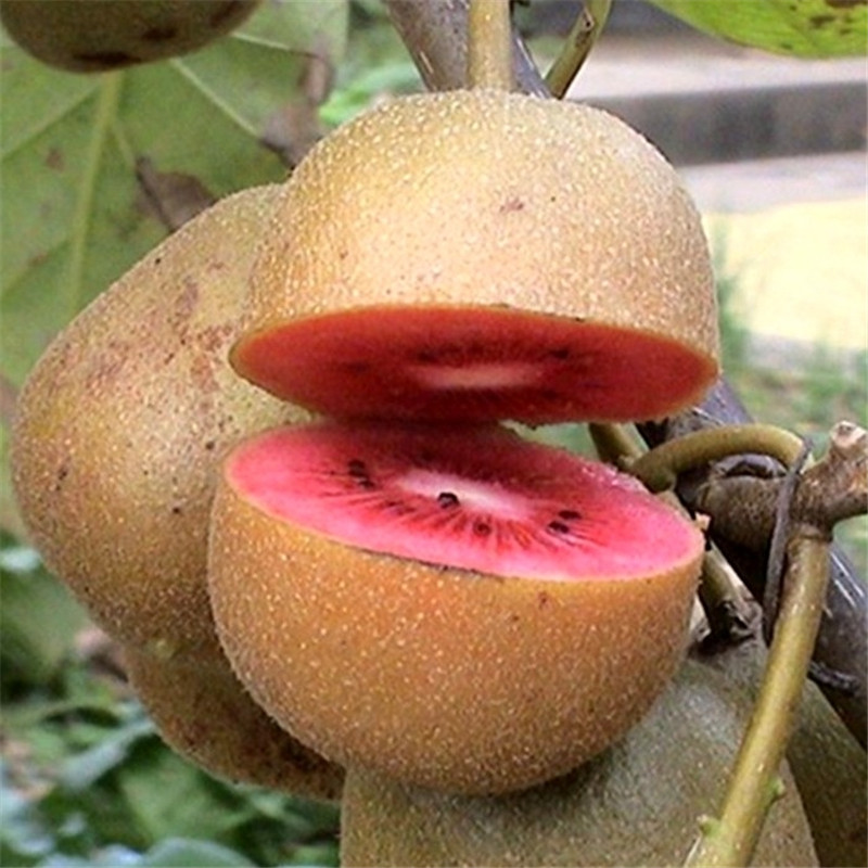 果树肥料板栗核桃猕猴桃葡萄樱桃橘子苹果梨枣柿子石榴果树苗肥料