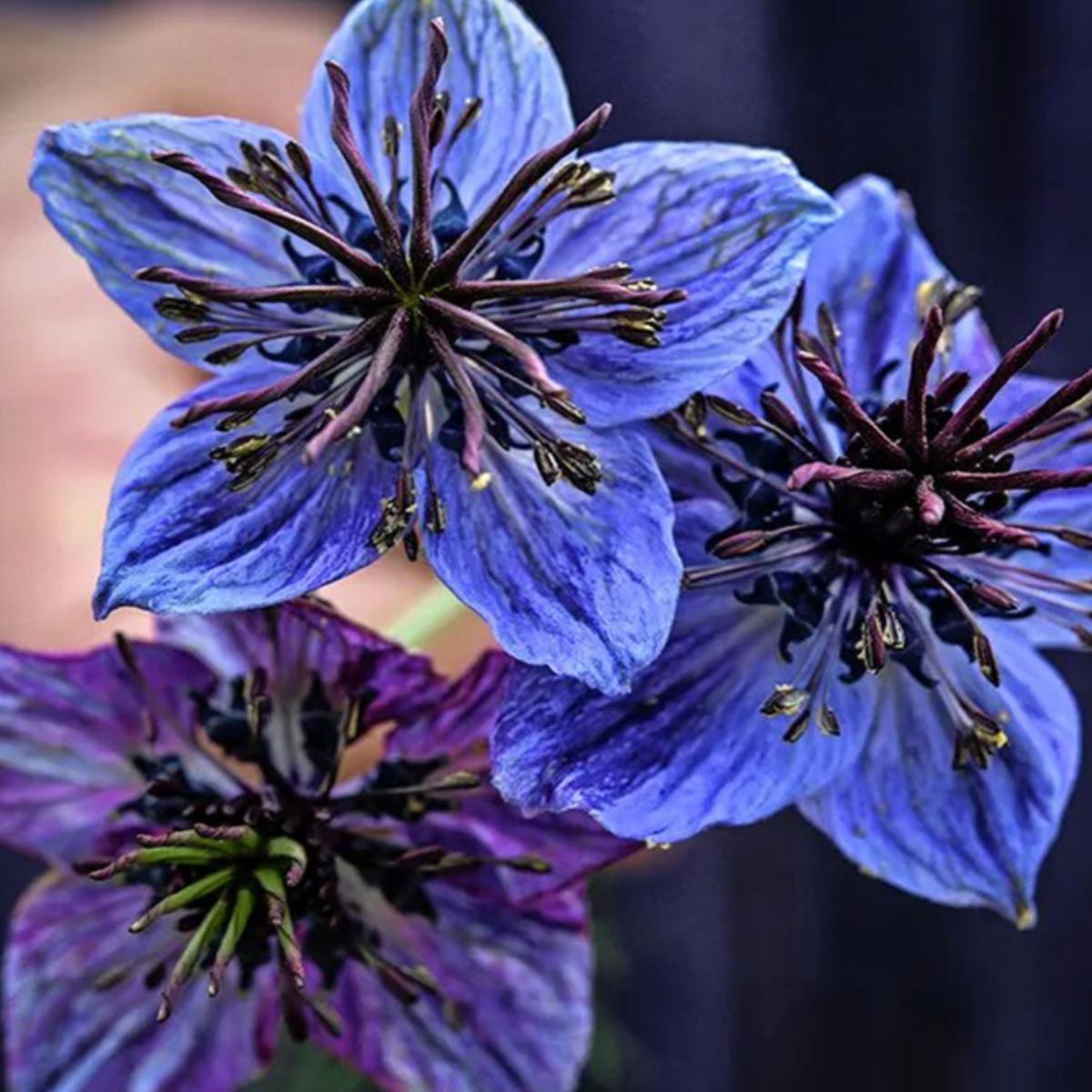 “阳台蓝雾角”西班牙黑种草淡蓝唇形缀丝羽叶把地中海雾色种进盆