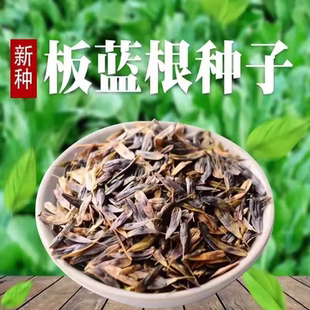 Wholesale Banlangen medicinal herb seeds for all seasons
