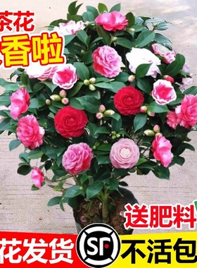 Xiangfei camellia flower pot planting with flower buds, fiv
