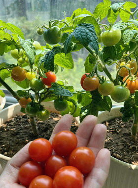 Supply various tomato seeds that are easy to grow