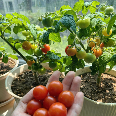 Supply various tomato seeds that are easy to grow