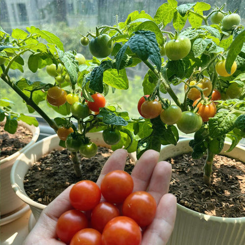 Supply various tomato seeds that are easy to grow