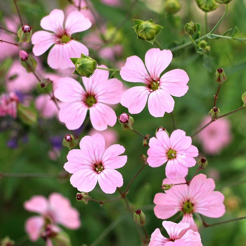 「少女心绽放瞬间」粉色麦蓝菜满天星剪金子复瓣品种如迷你康乃馨