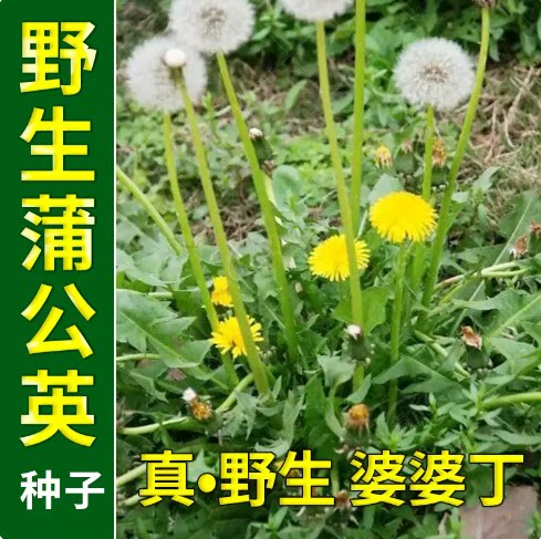 Supply dandelion seeds for year-round planting