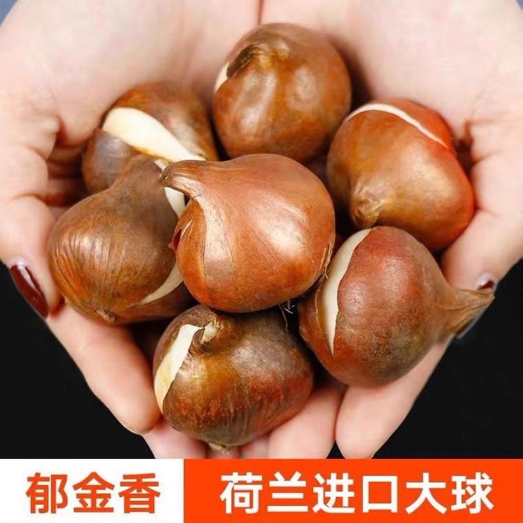 Imported tulip bulbs, single petal variety, packaged in a 5