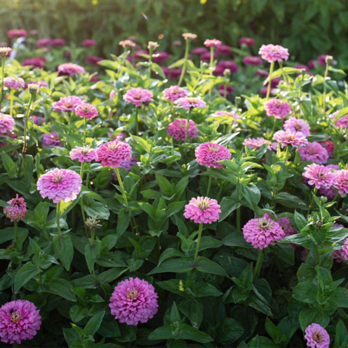 “把温柔种满四季”粉色百日草 高低错落似指尖小蛋糕 空地随意种