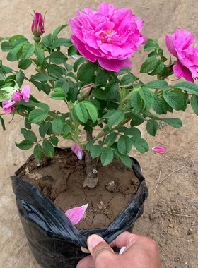 Edible rose, Damascus,four-seasonpottedplant ground planting