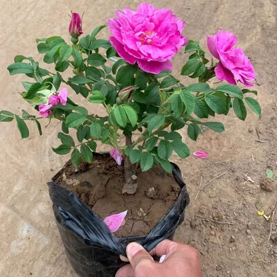Edible rose, Damascus,four-seasonpottedplant ground planting