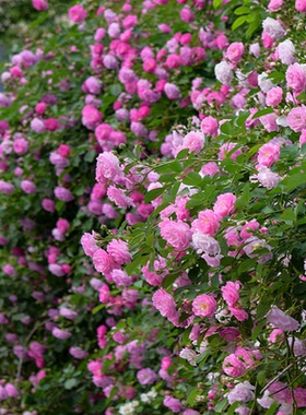 爬藤月季蔷薇花苗大花浓香庭院藤本花卉植物阳台盆栽玫瑰四季开花