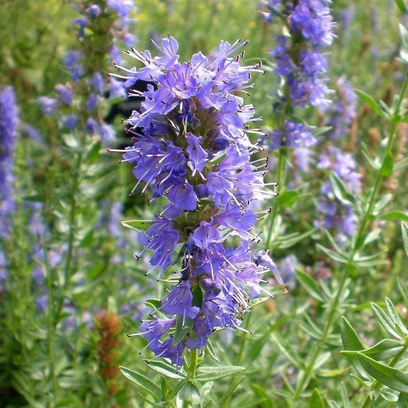 “芳香疗愈师”柳薄荷海索草神香草 多年生易活 泡茶驱蚊做香包