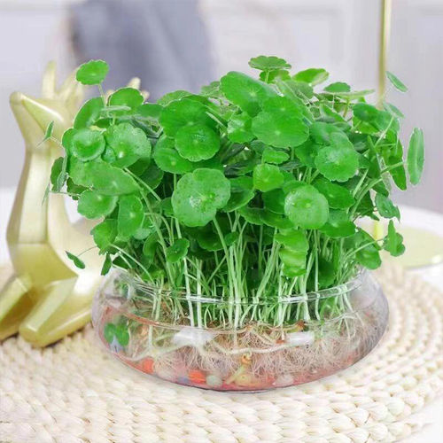 Wholesale copper coin grass seeds