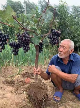Grapevine seedlings in a four-season basin planting method