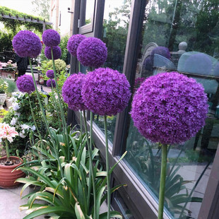 Imported large tulip bulbs can be planted throughout theyear