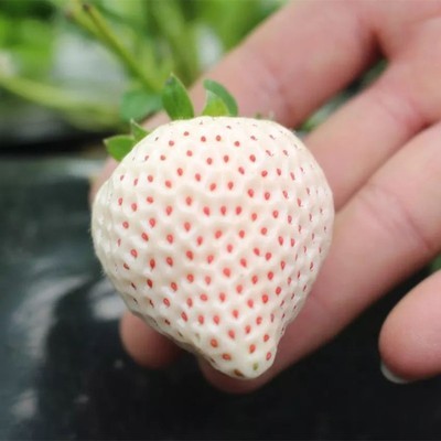 草莓苗种植四季盆栽植物阳台室内食用大棚红颜草莓苗爬藤奶油草莓