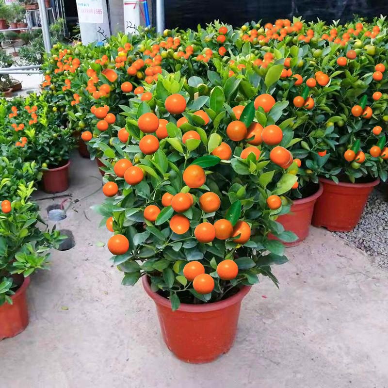 金桔树苗橘子树苗盆栽地栽南方北方种庭院当年结果橘子砂糖橘苗树