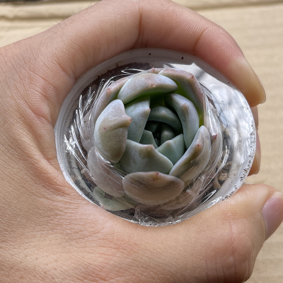 Supplying easy-to-grow succulent plant pots