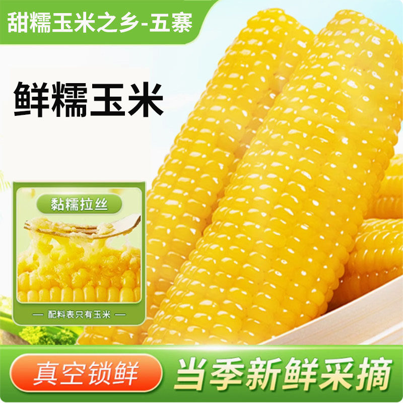 忻州五寨黄糯玉米新鲜甜糯玉米棒