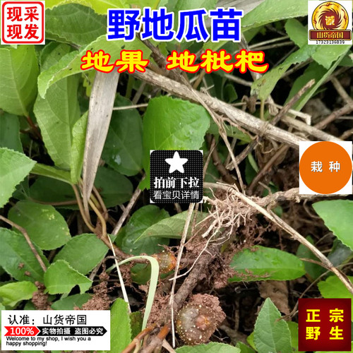 新鲜野地瓜藤地果栽种藤苗包邮