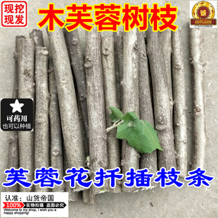 现剪芙蓉枝条 现采新鲜芙蓉叶子 包邮 木芙蓉花树枝种植 种子种苗