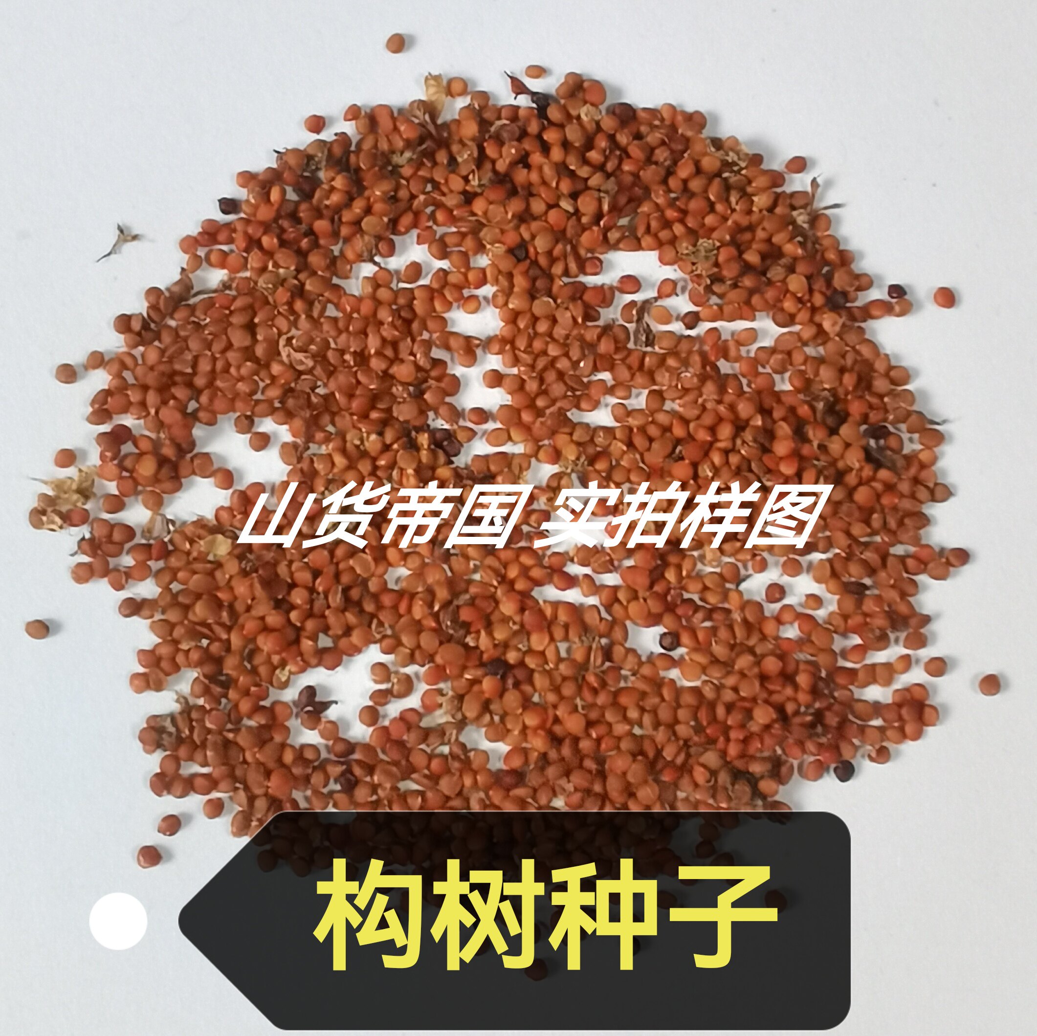构树种子(构桃树、楮树、楮桃树、谷浆树、假杨梅、楮实子)籽包邮