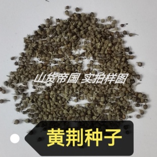 黄荆种子(黄荆条、黄荆子、布荆、荆条、五指风、五指柑)种籽包邮
