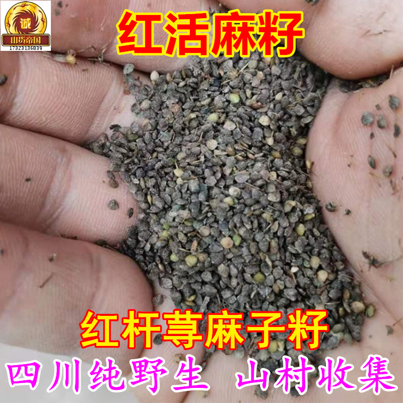 野生红活麻子籽4000粒 四川红杆荨麻草种孑红火麻霍麻包邮 种植用