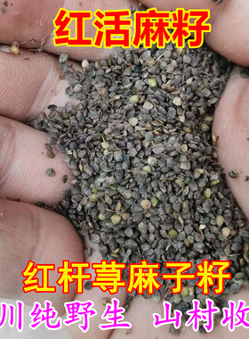 红活麻种籽1000粒四川野红杆荨麻草种子红火麻霍麻5g包邮播种用途