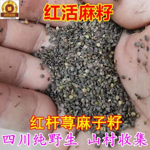 红活麻种籽2000粒四川野红杆荨麻草种子红火麻霍麻5g 播种用途 包邮