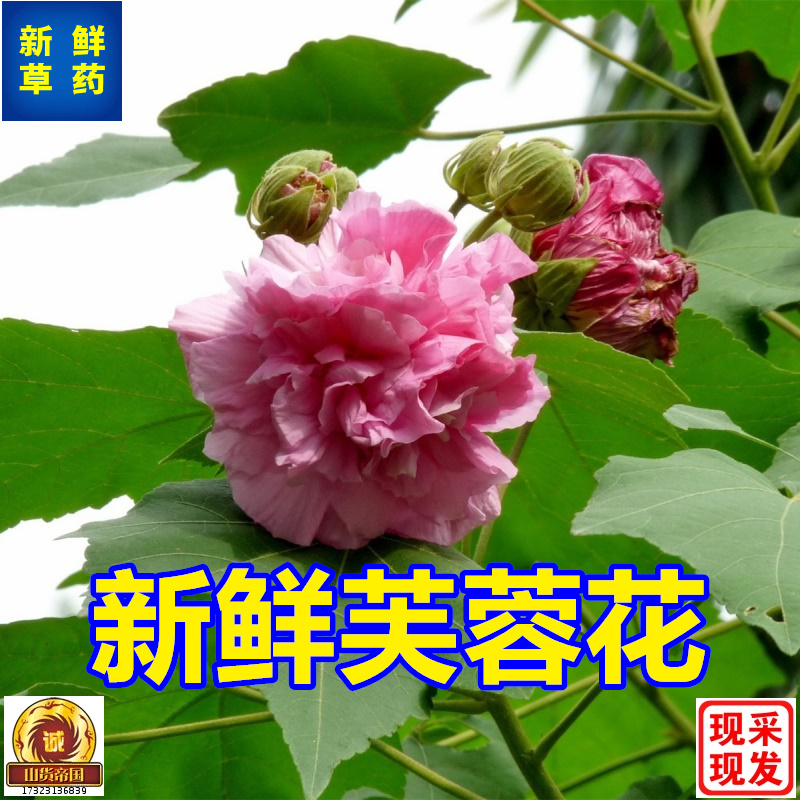 芙蓉花木芙蓉花中药材包邮