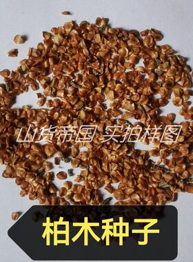 柏树种子四川柏木树籽柏树籽
