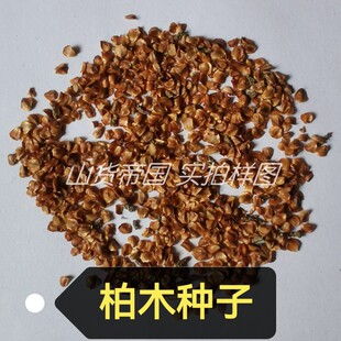 柏木种子 柏树子籽 柏木树柏香树 四川柏树种籽100粒包邮播种用途
