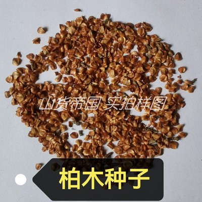 柏树种子四川柏木树籽柏树籽