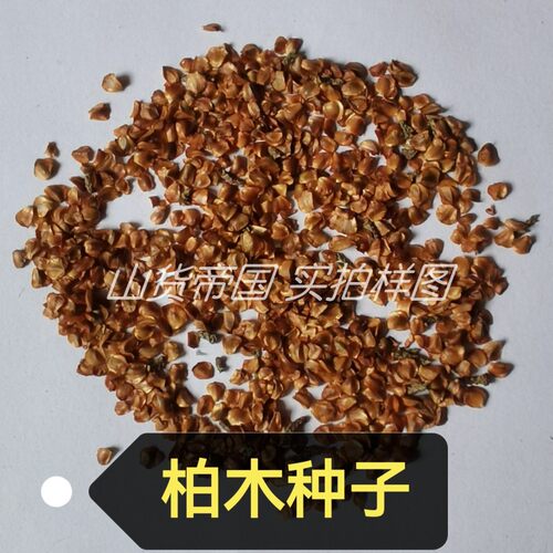 柏树种子四川柏木树籽柏树籽