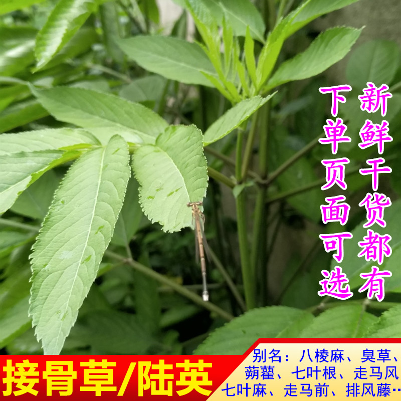 四川新鲜接骨草 顺筋枝陆英种子 排风藤苗八棱麻茎叶药用包邮种根