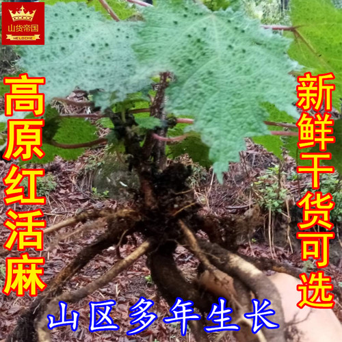 红禾麻根红活麻种子红杆荨麻