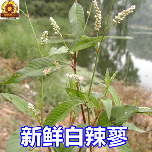 新鲜白花辣蓼 现采整棵辣蓼草500g 辣马蓼酒曲材料白辣廖中草药材