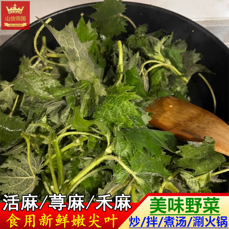 新鲜野菜食用活麻叶子 四川荨麻草禾麻嫩尖叶 烫火锅凉拌炒菜煮汤