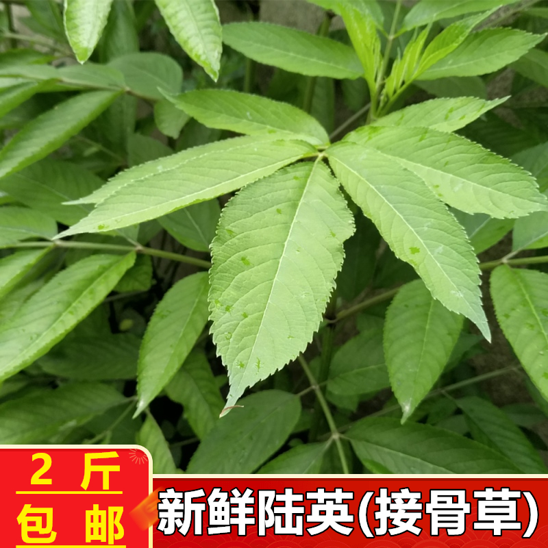 现采新鲜接骨草2斤包邮 陆英全草带根八棱麻可煎汤外敷草本接骨木